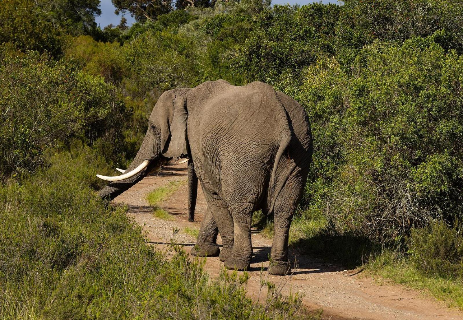 Belle Balance Bush Lodge Plettenberg Bay Ngoại thất bức ảnh